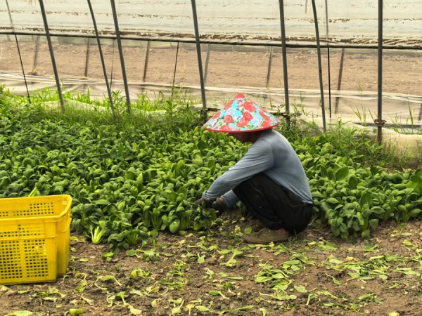 台风“竹节草”贴近，松江农业开启防台“加快度”